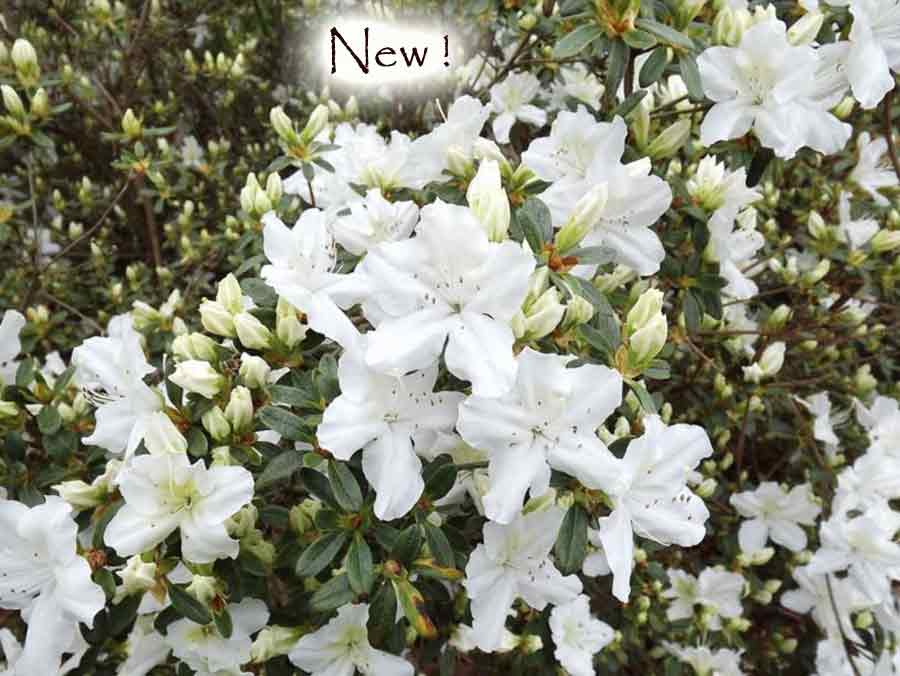 Azalea 'Girard's Kathy Ann'