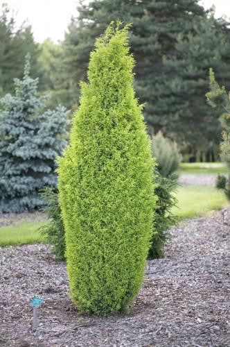 Juniperus communis 'Gold Cone'