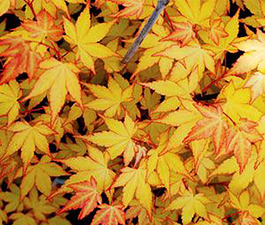 Acer palmatum 'Gold Digger'