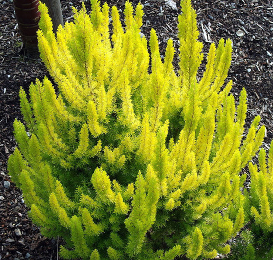 Erica arborea 'Golden Joy'