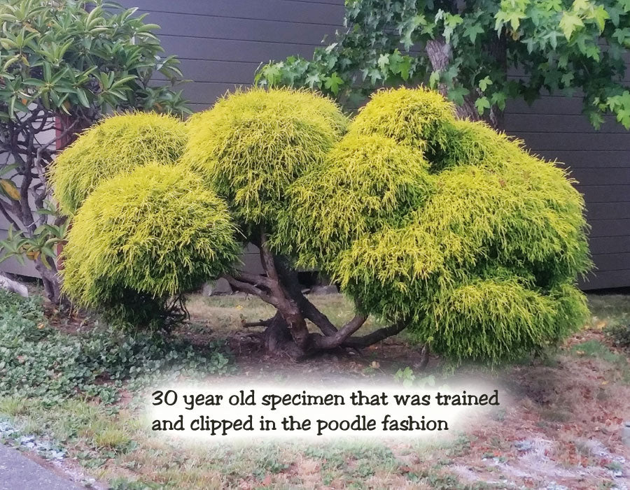 Golden Mop