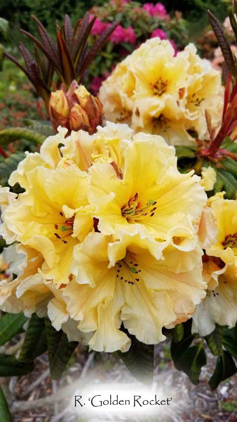 R. 'Golden Rocket'