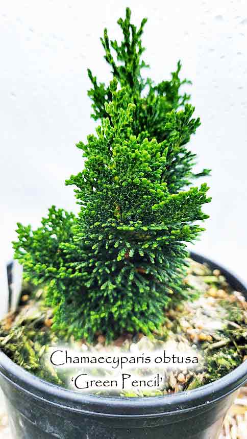 Chamaecyparis obtusa 'Green Pencil'