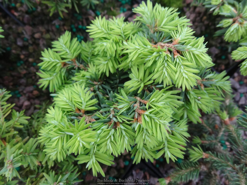 Tsuga canadensis 'Greenwood Lakes'