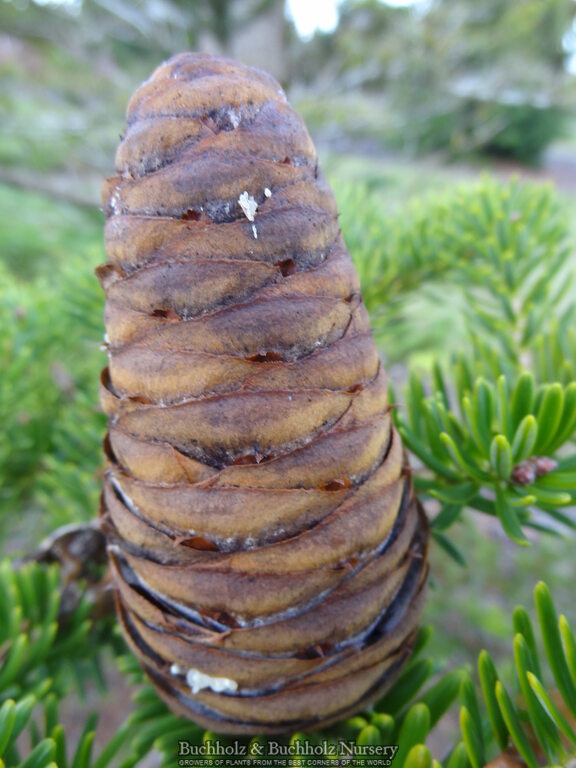 Abies firma 'Halgren'