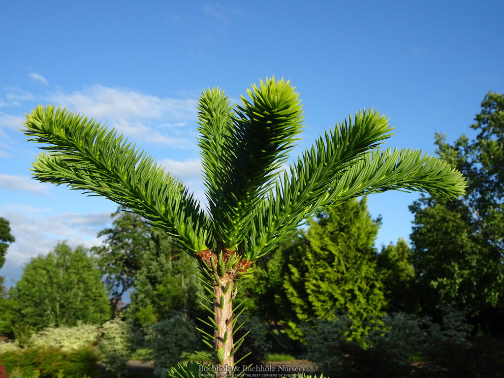 Abies firma 'Halgren'