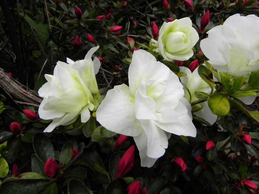 Hardy Gardenia Sport