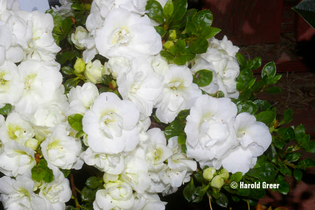 Az. 'Terry's Hardy Gardenia Sport Sport'