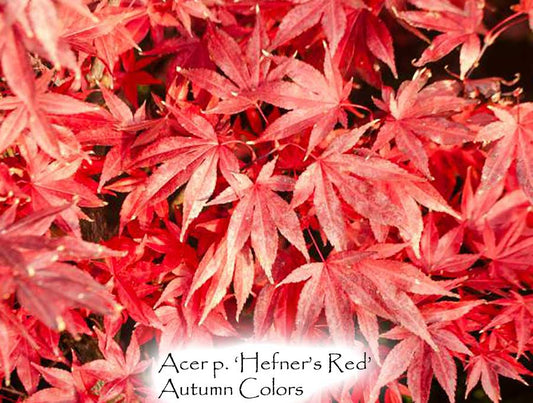 Acer palmatum 'Hefner's Red'