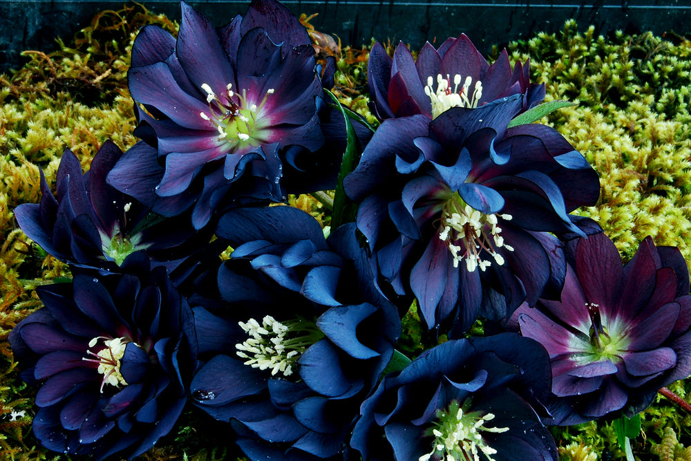 Helleborus x 'Onyx Odyssey'