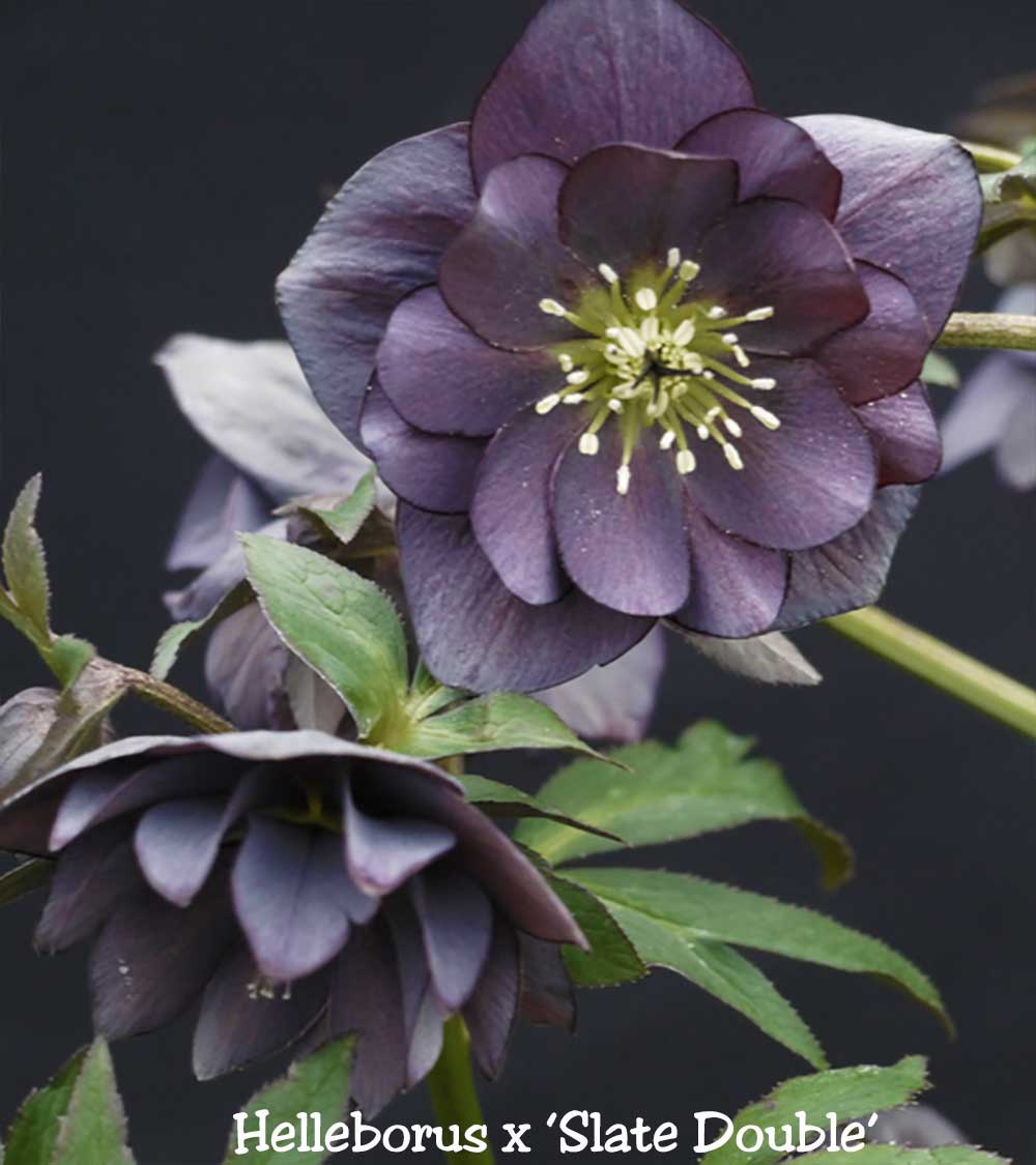 Winter Jewels 'Slate Double' Hellebore