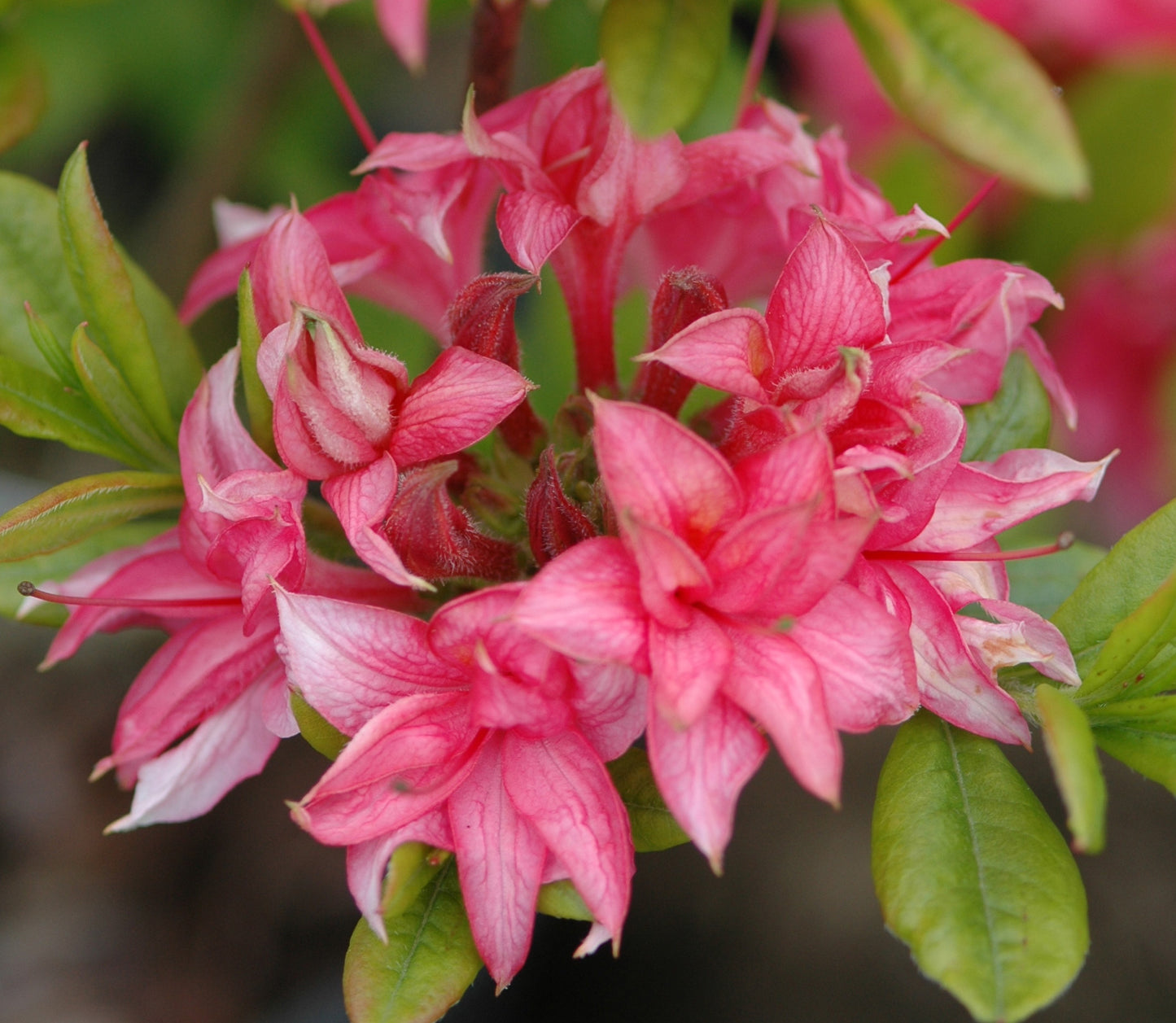 'HOMEBUSH' Exbury type Azalea