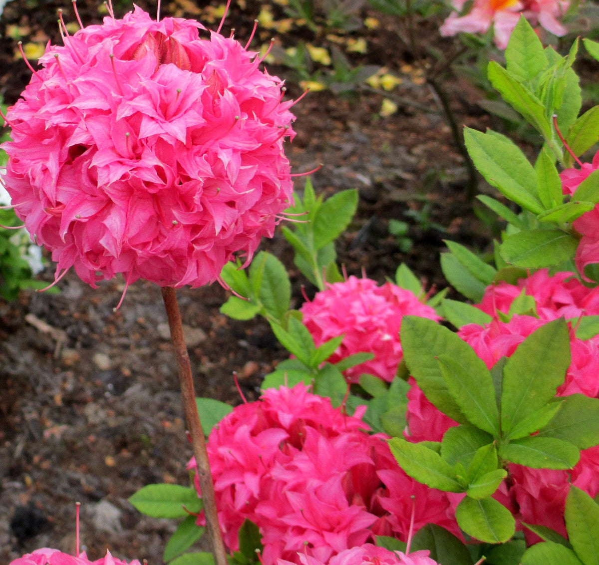 'HOMEBUSH' Exbury type Azalea