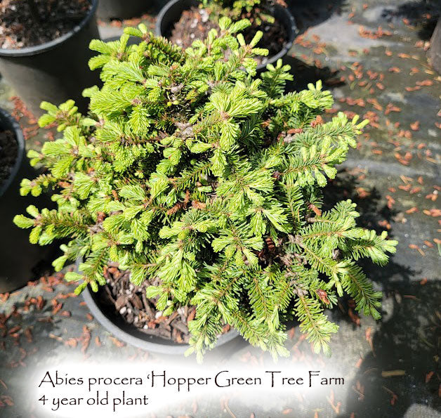 Abies procera 'Hopper Green Tree Farm'