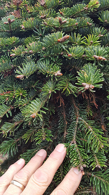 Hopper Dwarf Nordmann Fir  -  Abies nordmanniana 'Nana'