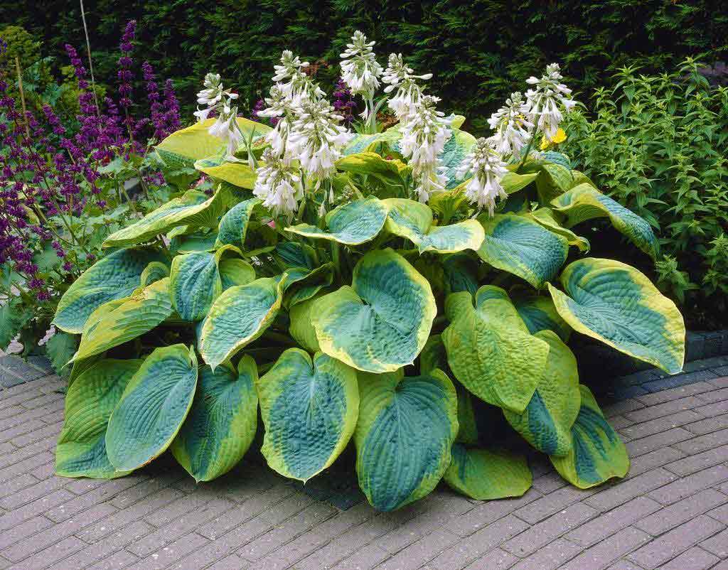 Hosta 'Frances Williams' (Plantain Lily)