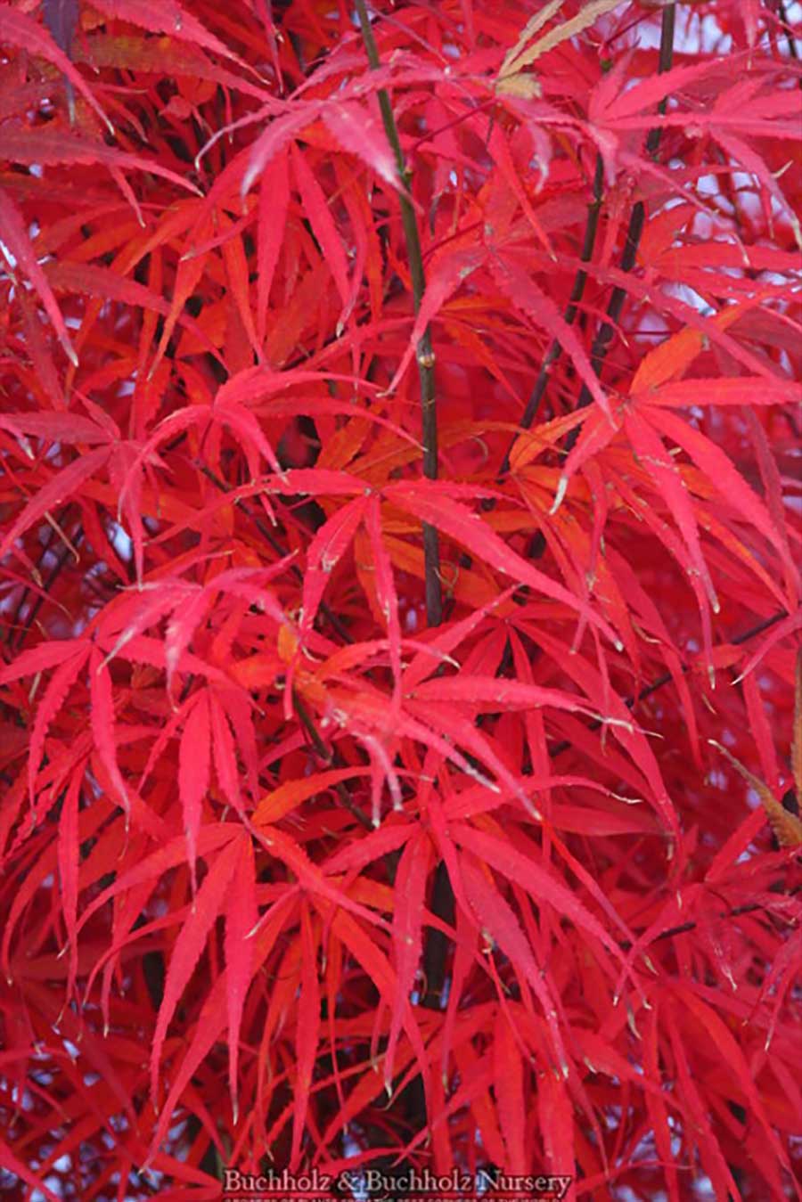 Acer palmatum 'Hubb's Red Willow'