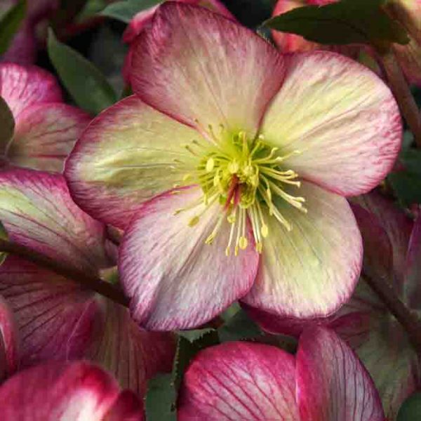 Helleborus x glandofensis 'HGC Ice n' Roses Dark Picotee'