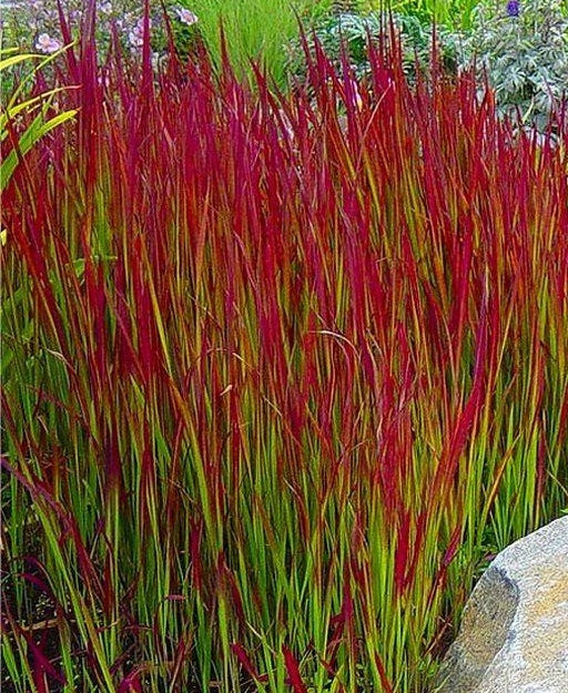 Japanese Blood Grass