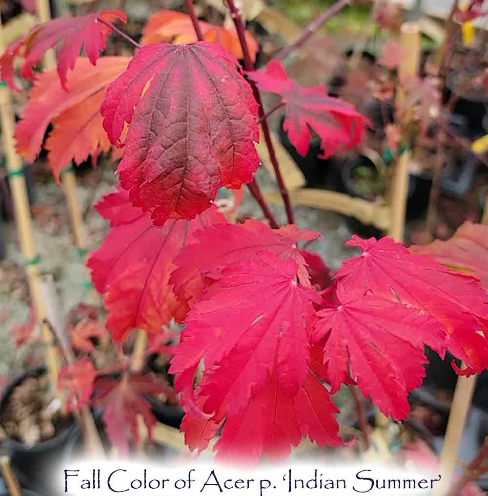 Acer shirasawanum 'Indian Summer'