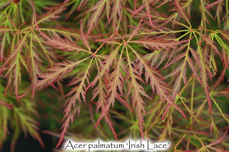 Acer palmatum 'Irish Lace'