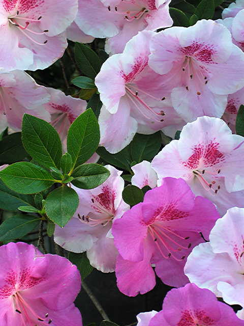 Issho-no-haru – Singing Tree Gardens Nursery