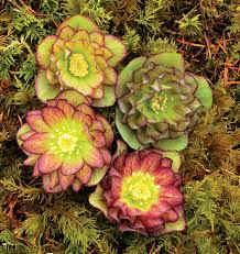 Helleborus × hybridus Winter Jewels series 'Jade Tiger'