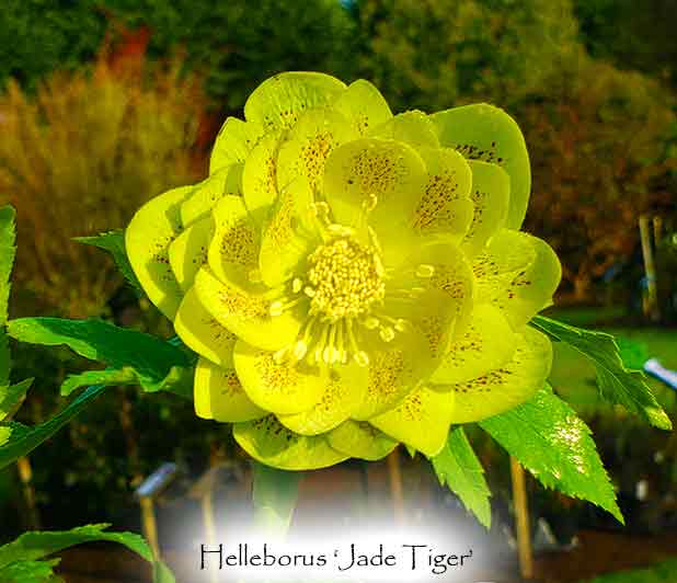 Helleborus × hybridus Winter Jewels series 'Jade Tiger'