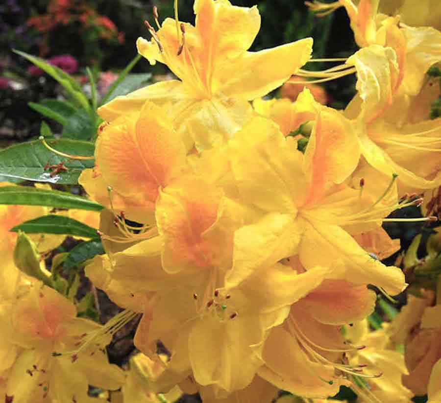 Az. 'Jan Sturges'