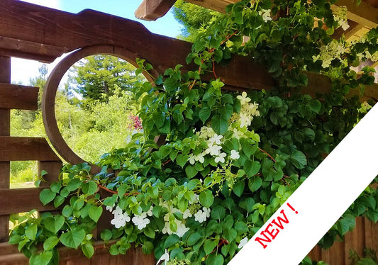 Japanese Climbing Hydrangea - Schizophragma hydrangeoides