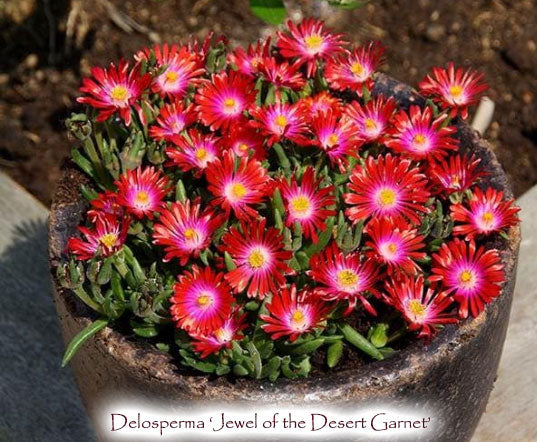 Delosperma 'Jewel of the Desert Garnet'
