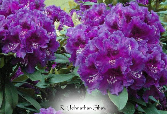 R. 'Jonathan Shaw'