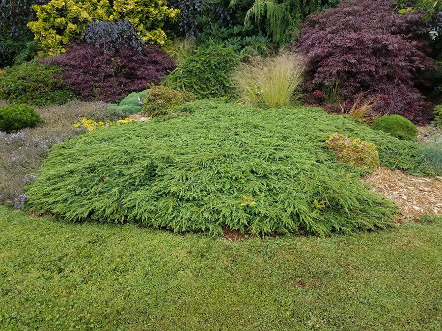 Juniperus Green Carpet