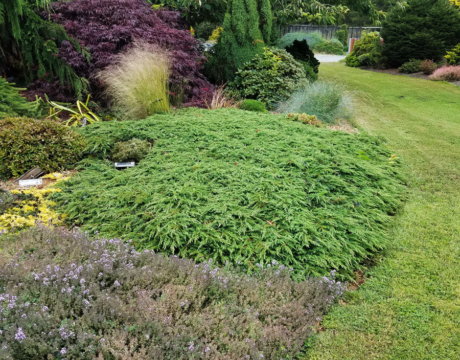 Juniperus Green Carpet