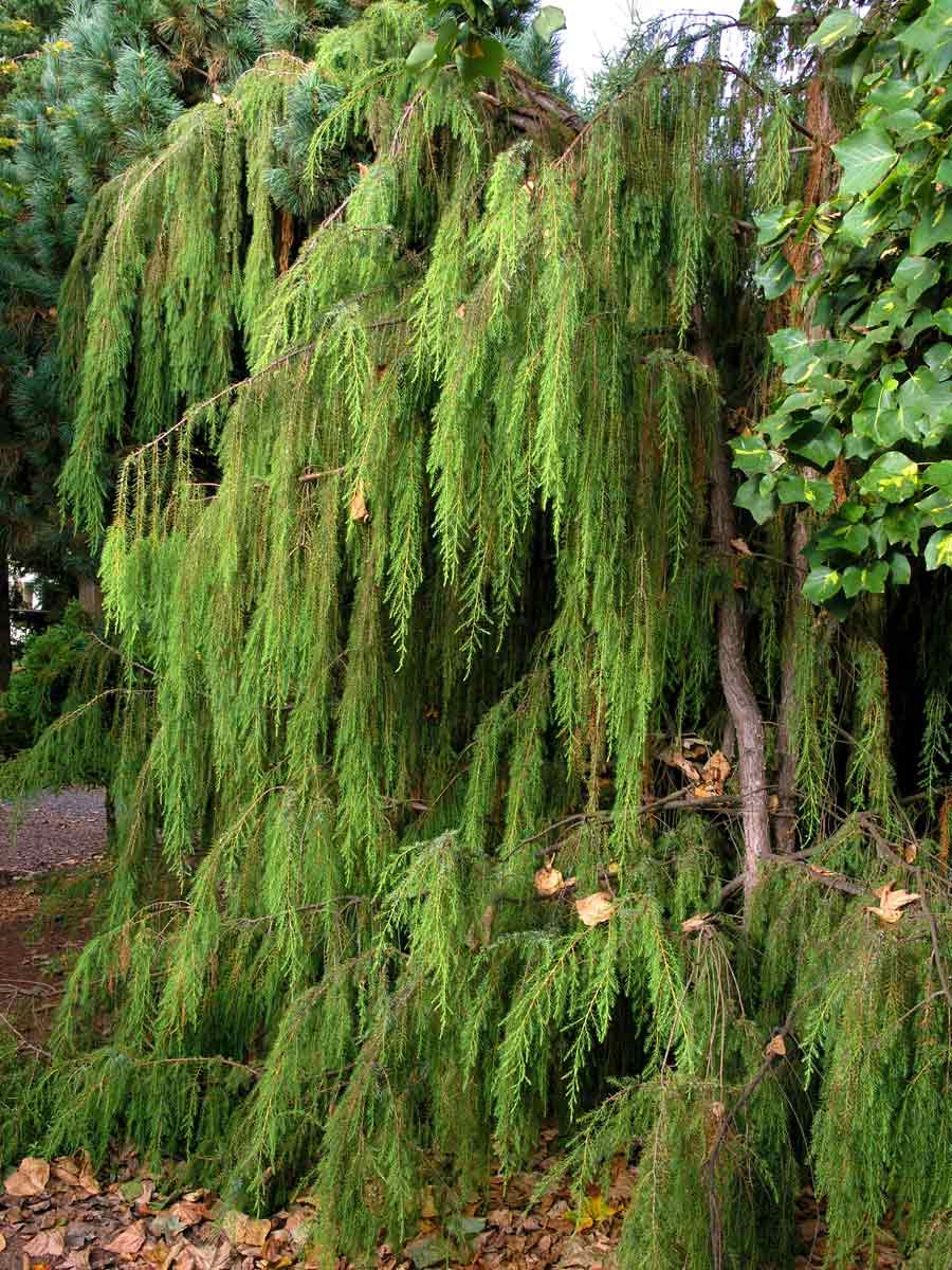 Juniperus rigida 'Pendula'