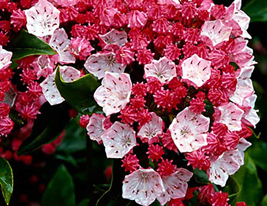 Kalmia latifolia 'Olympic Fire'