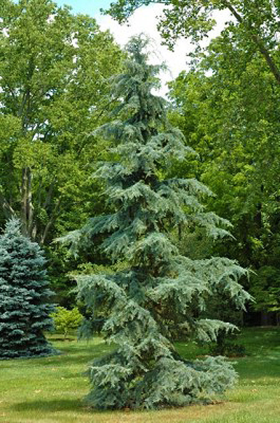 Karl Fuchs Singing Tree Gardens Nursery