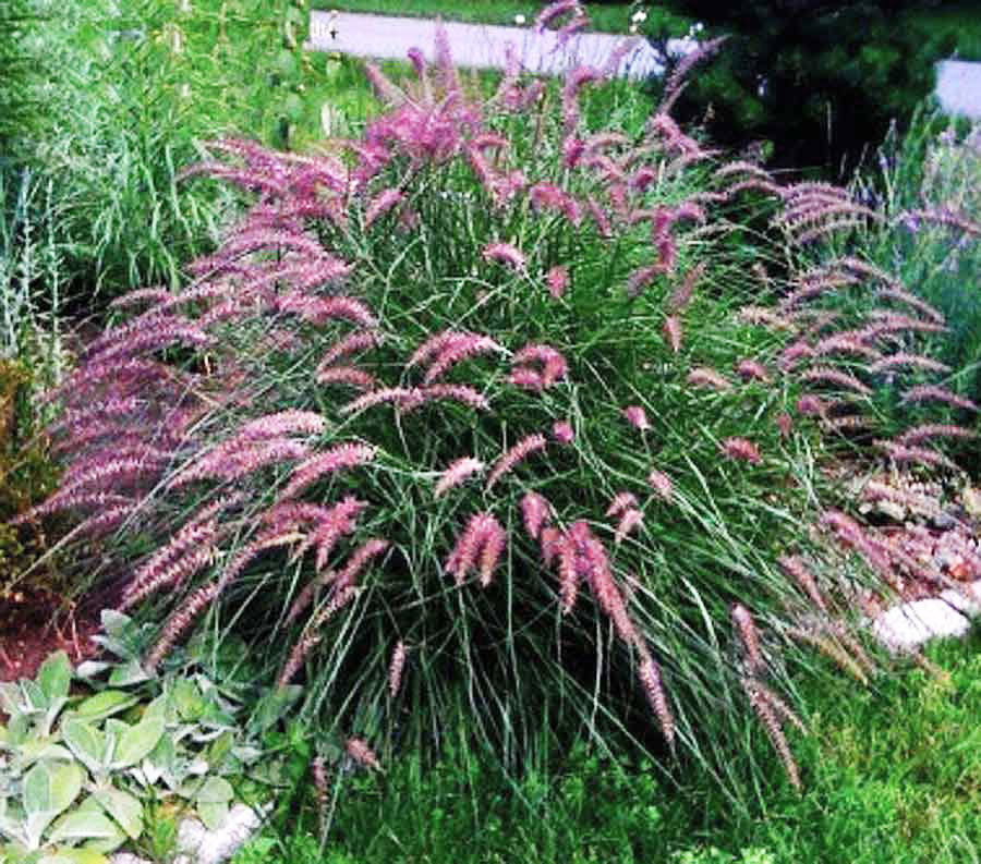 karley rose fountain grass seeds Karley Rose