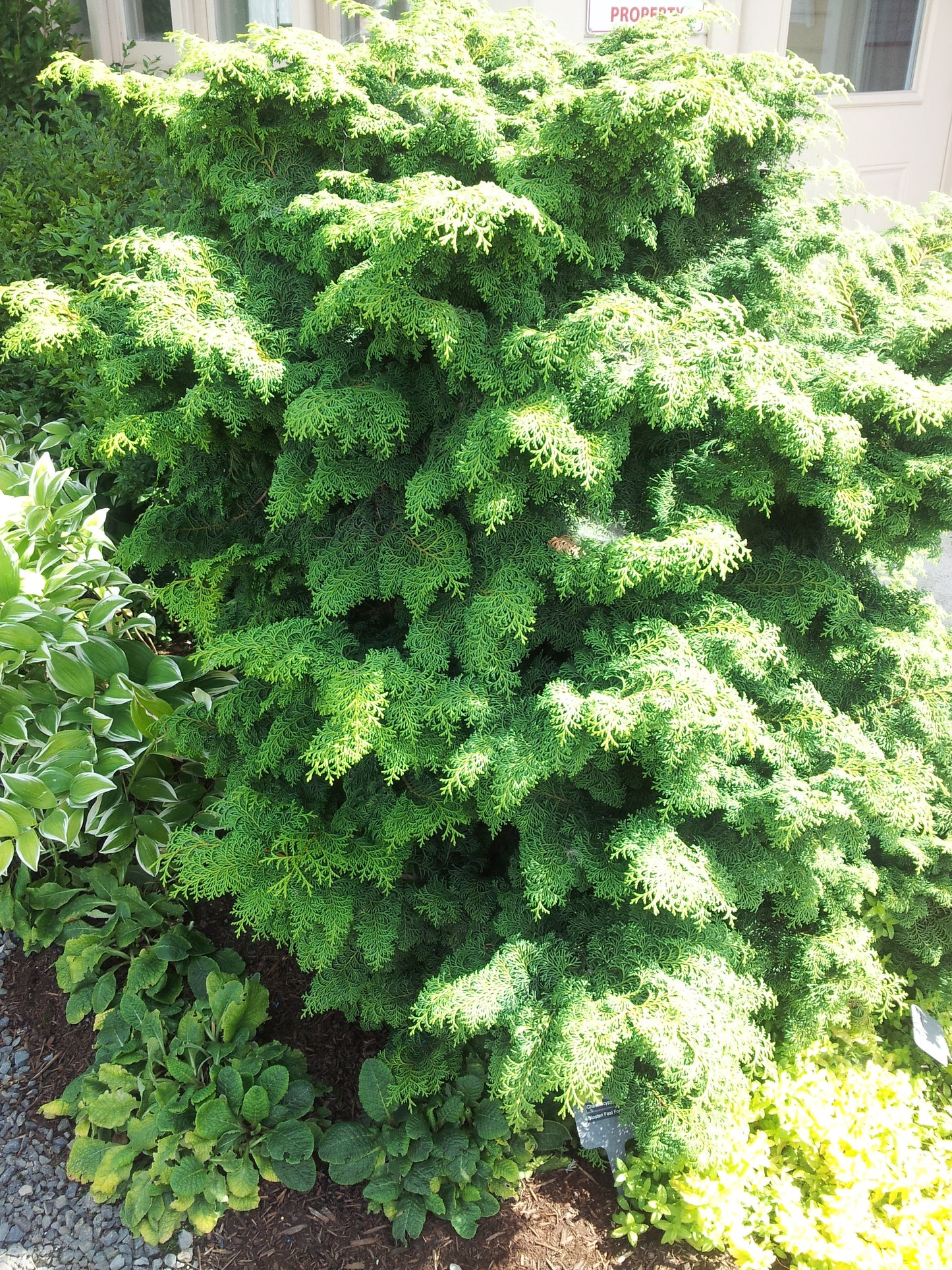 Chamaecyparis obtusa 'Kosteri Fast Form'