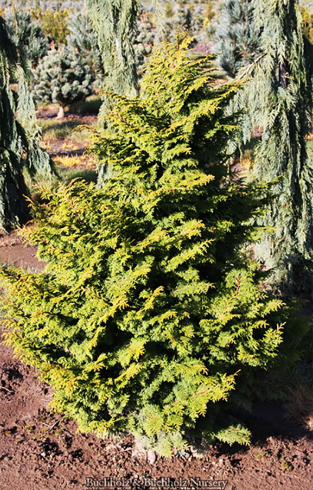 Chamaecyparis obtusa 'Kosteri Fast Form'