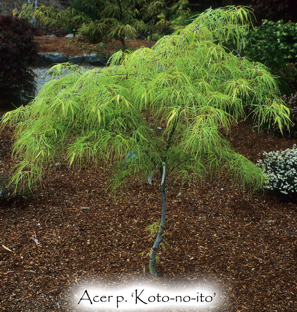 Acer palmatum 'Koto-no-ito'