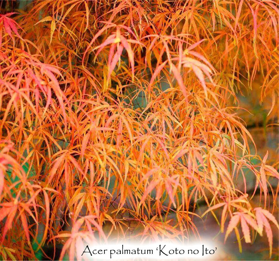 Acer palmatum 'Koto-no-ito'