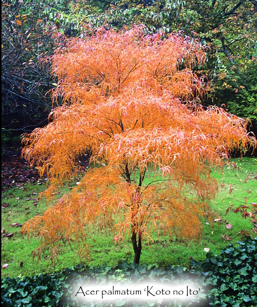 Acer palmatum 'Koto-no-ito'