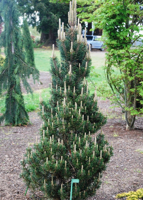 Japanese Black Pine - 2 to 3 Feet Tall - Ship in buy 3 Gal Pot