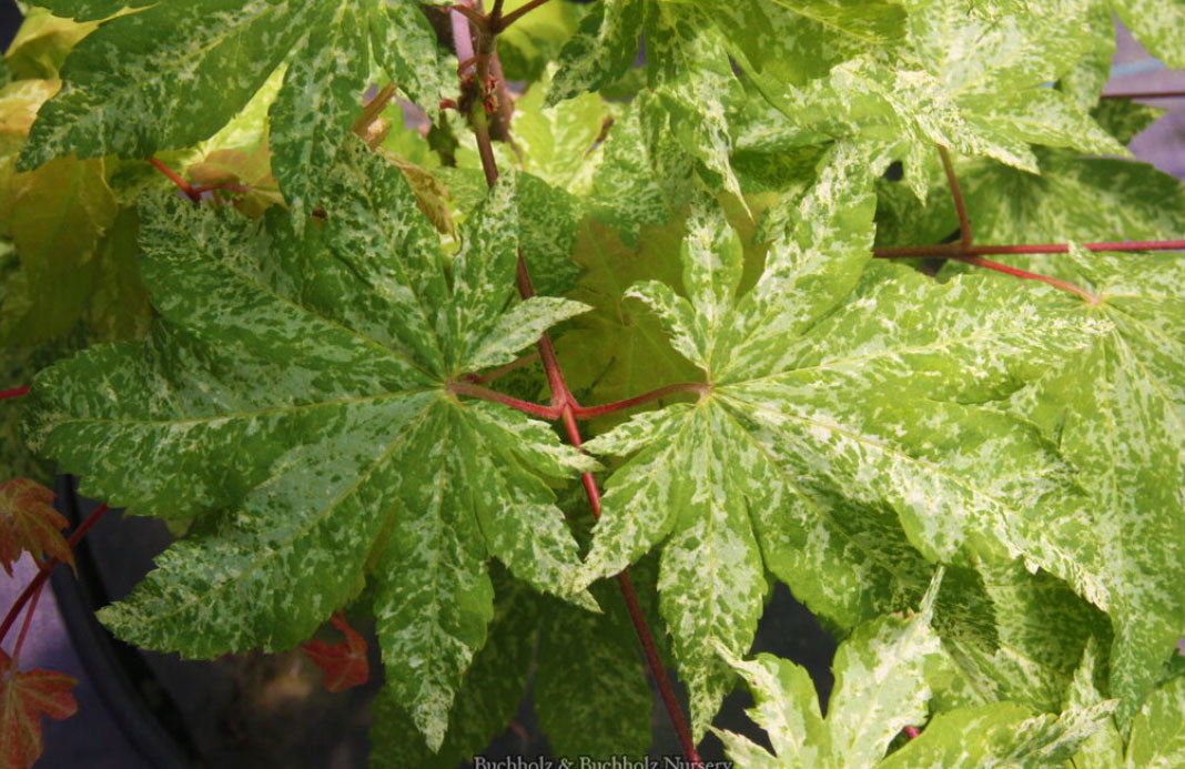 Acer sieboldianum 'Kumoi Nishiki'