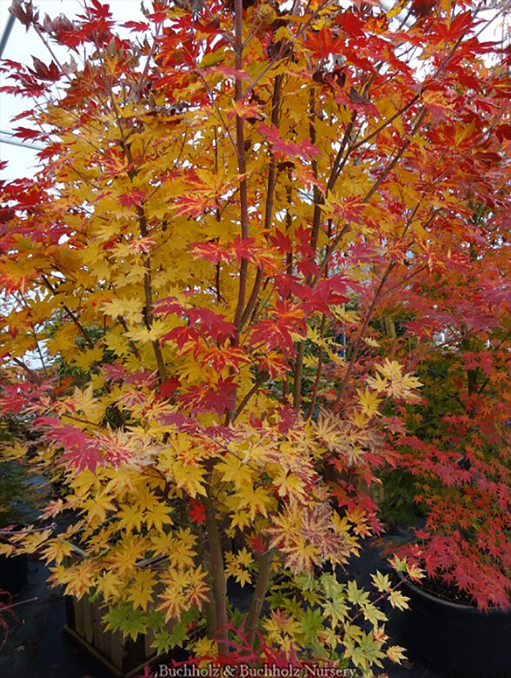 Acer sieboldianum 'Kumoi Nishiki'