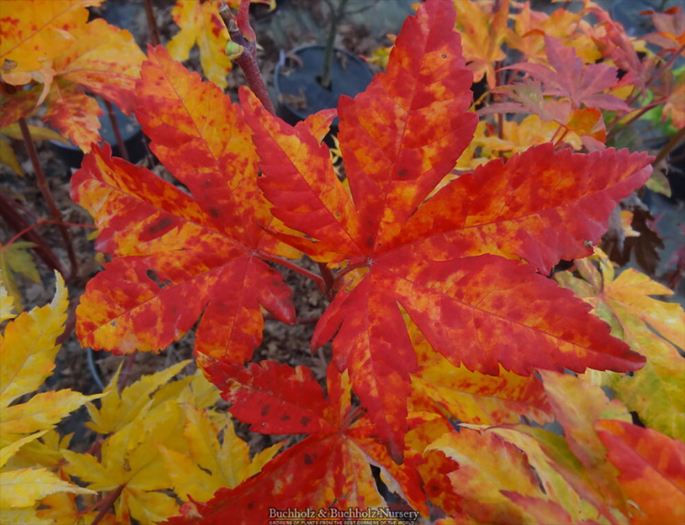 Acer sieboldianum 'Kumoi Nishiki'