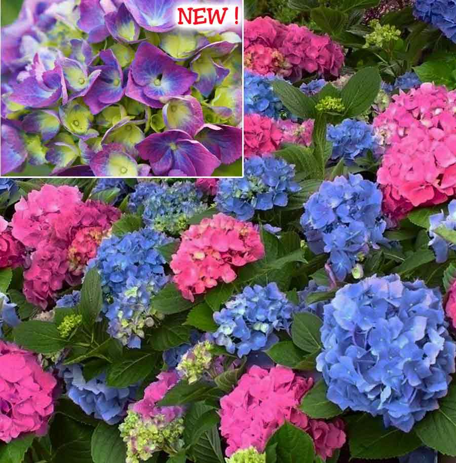 Hydrangea macrophylla 'LA Dreamin'