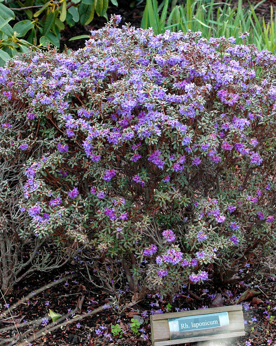 R. lapponicum