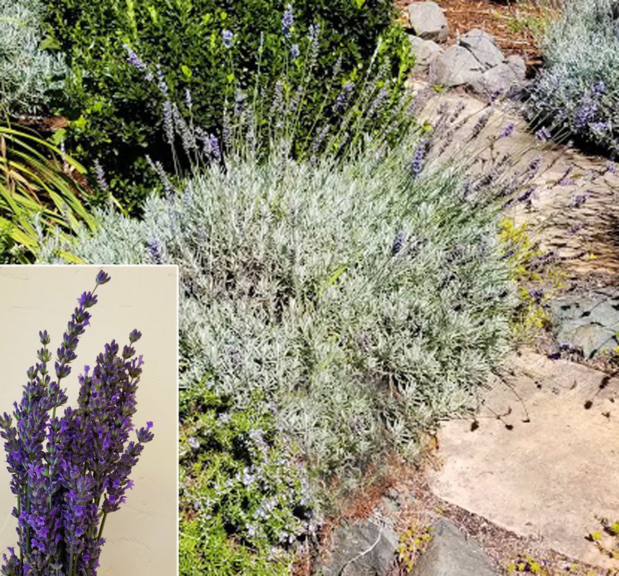 evergreen lavender plants Fred Boutin Lavender – Singing Tree Gardens Nursery